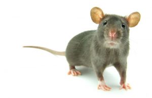 Rodent Control Cape Town has a team of Rat and Mouse specialists, ready to help.
