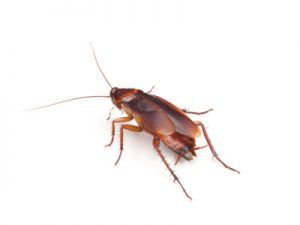 Pest Control Services Cape Town are professionals in Cockroach Exterminattion.