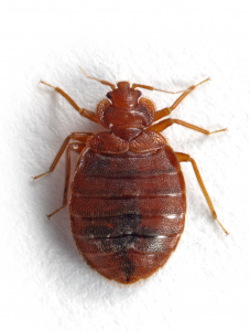 Bed Bug Control Cape Town effectively Exterminate Biting Insects in any situations.