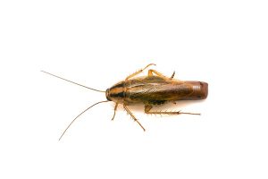 German Cockroach Control Newlands deal with any and all species of Roaches, even the chemical immune German Cockroach.
