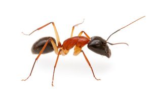Ants problems are no problem for Crawling Insect Control Cape Town.