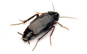 Although rare, Oriental Cockroaches are also treated by Cockroach Control Cape Town. A professional extermination by Cape Town Pest Control