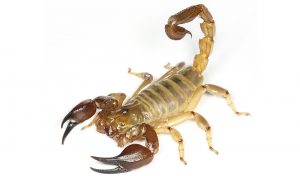 Scorpion Control Table View are the experts in Crawling Insect Control and Identification