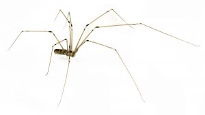 Spider Control Mowbray deal with Daddy Long Leg Spiders