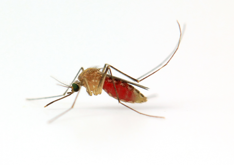 Mosquito Control Mitchells Plain