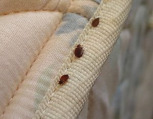 Bed Bug Removal Lakeside deal with even the highest level of Bed Bug Infestation.