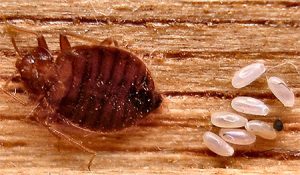 Bed Bug Removal Maitland even in the worst situations.