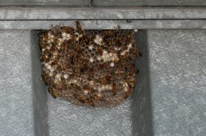 Wasp Removal Salt River are the masters at wasp control and extermination.