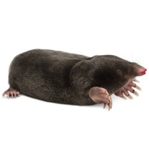 Moles are covered by our Rodent Control Cape Town team of experts here at Cape Town Pest Control