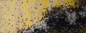 Get rid any Ant Infestation around your home with the help of Cape Town Pest Control Experts