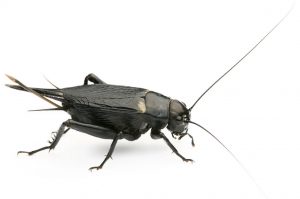 Cricket Control Cape Town stop the spread of Casual Intruder Insects, Cape Town Pest Control are a cut above the rest.