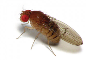Fruit Fly Control Cape Town deal with any level of Fly Infestation fast and effectively. Proudly a service by Cape Town Pest Control