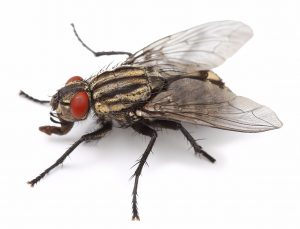 House Fly Control Cape Town deal with any species of Flies and Insects locally. Cape Town Pest Control are the industry leaders