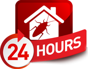 24 hour Pest Control Cape town is an emergency service brought to you by VerminX Pest Management