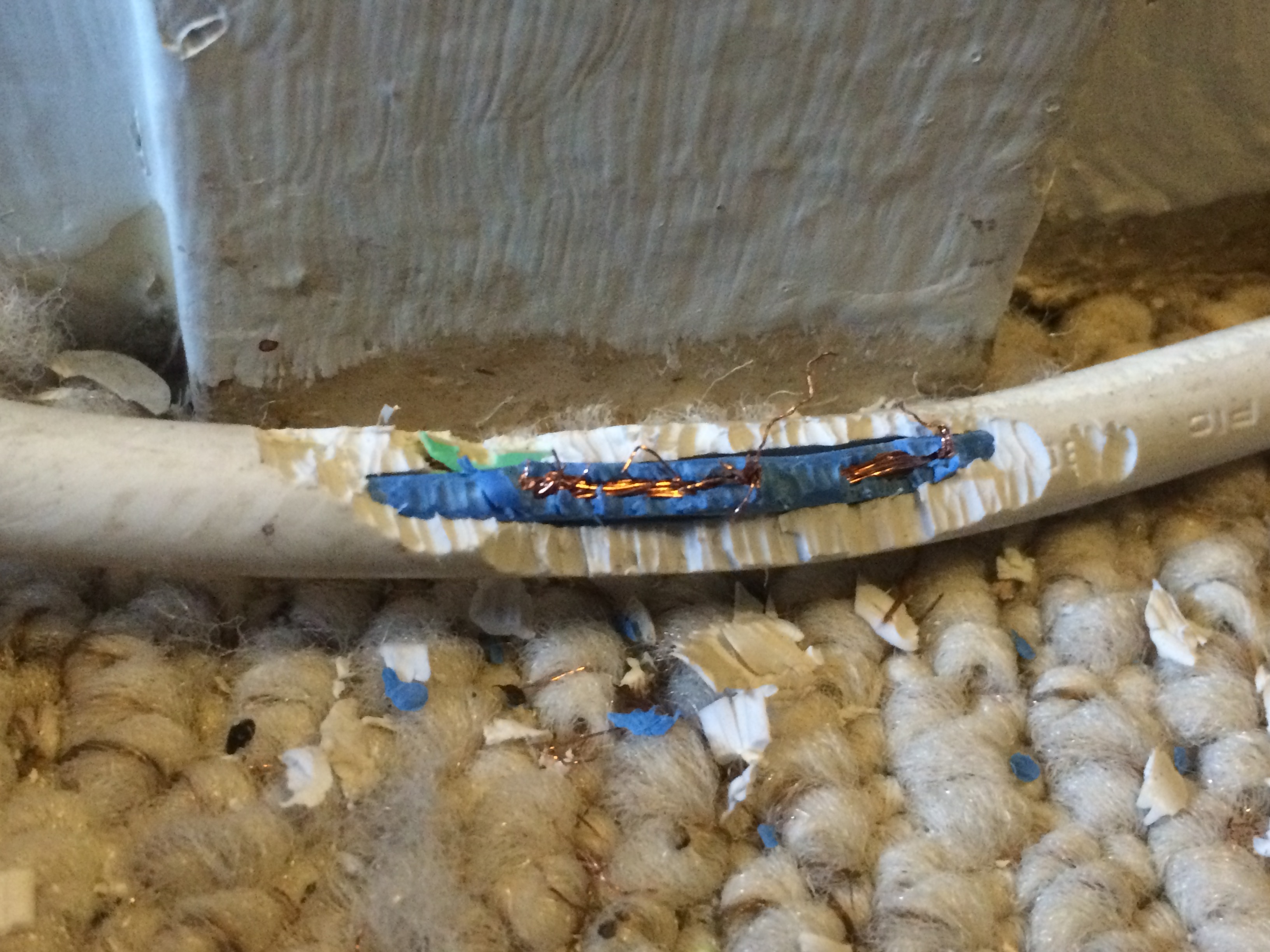 Preventing a Rodent infestation from causing damage to your property