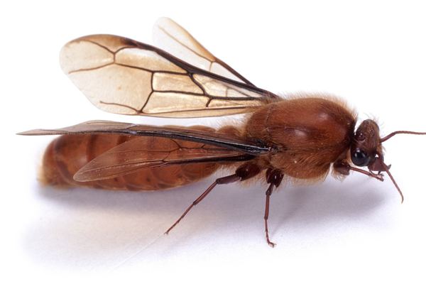Ant Control in Cape Town