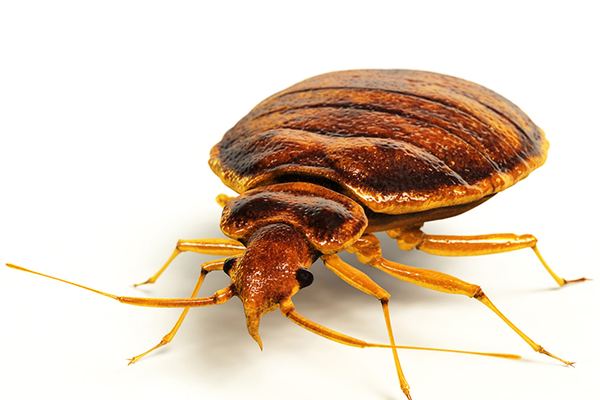 Bed Bug Control in Cape Town