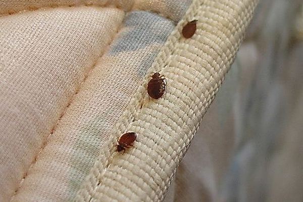 Bed Bug Removal in Cape Town