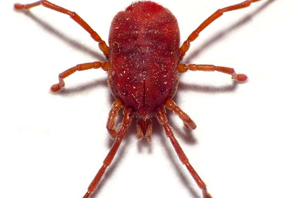 Bird Mite Control in Cape Town