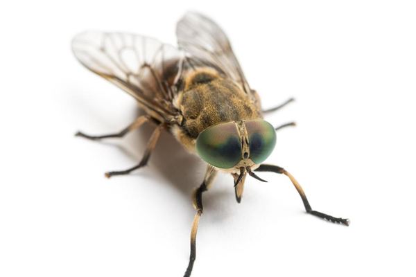 Biting Insect Control in Cape Town