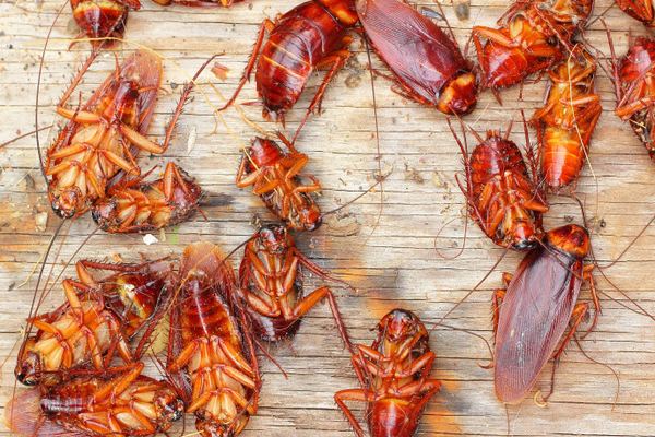 Cockroach Control in Cape Town