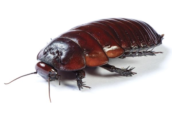 Crawling Insect Control in Cape Town