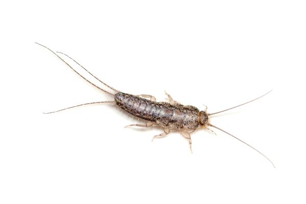 Fishmoth Control in Cape Town