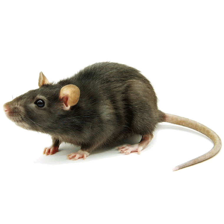 Roof rat, the rat most often found in Cape Town ceilings