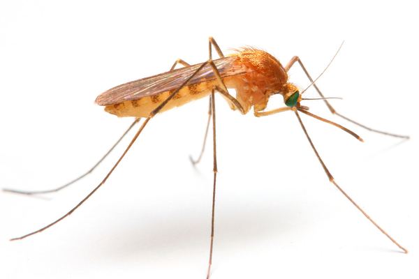 Mosquito Control in Cape Town