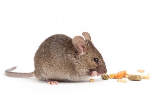 Mouse Control in Cape Town
