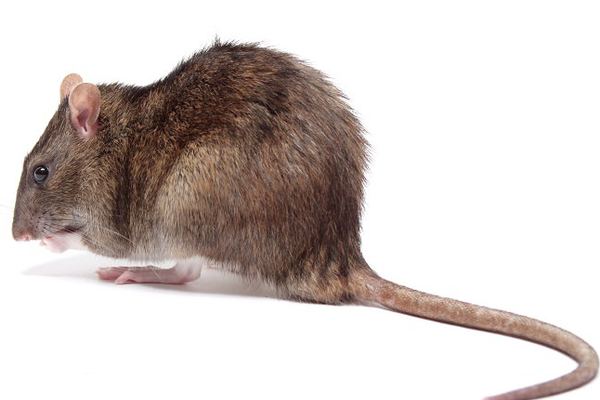 Rat Control in Cape Town