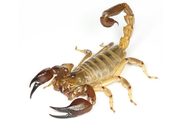 Scorpion Control in Cape Town