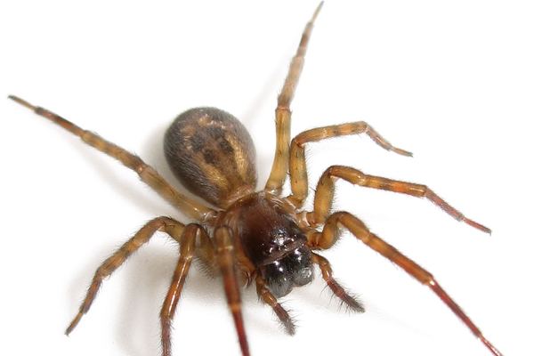 Spider Control in Cape Town