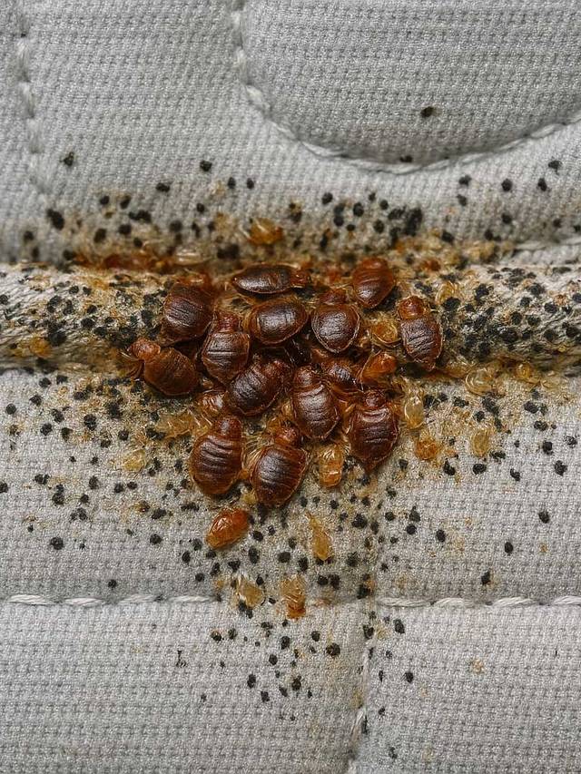 Bed bugs and their droppings along a mattress seam