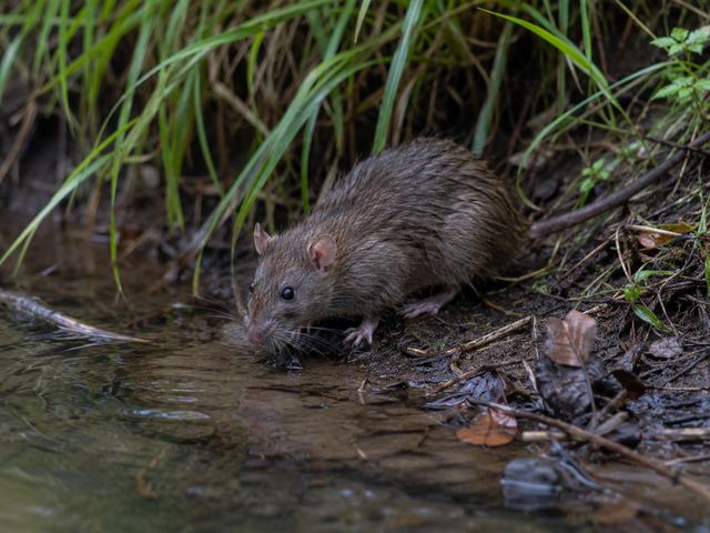 Brown rat drinking at the edge of a stream