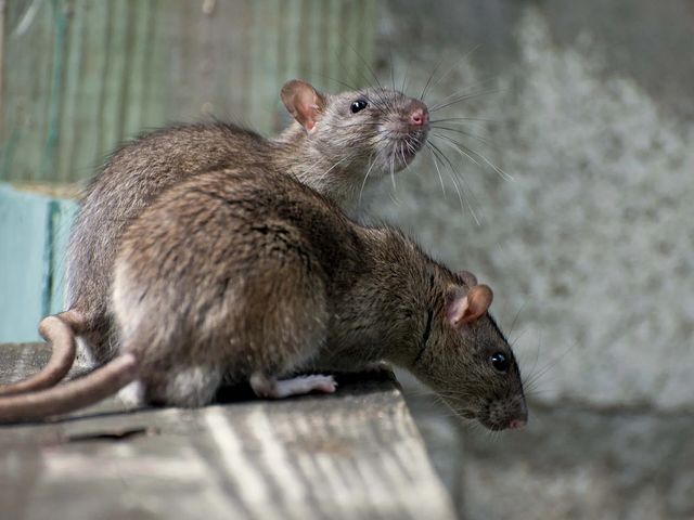 Two brown rats on a wooden ledge