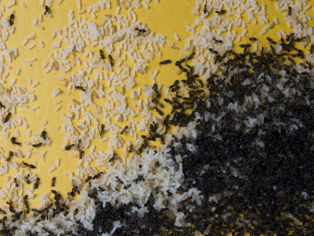 Ant Control in Cape Town