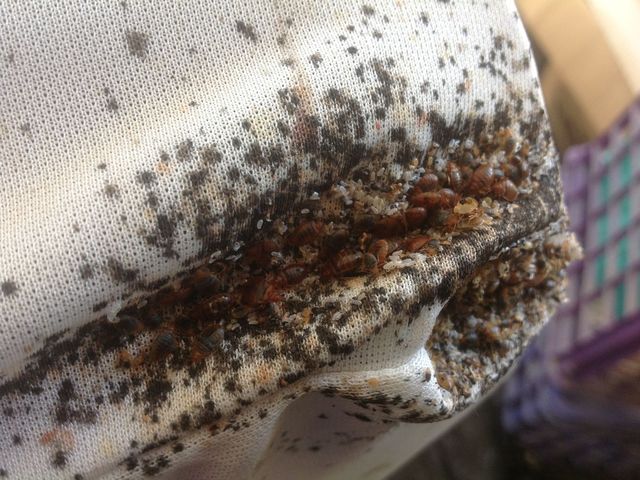 Bed Bug Control in Cape Town