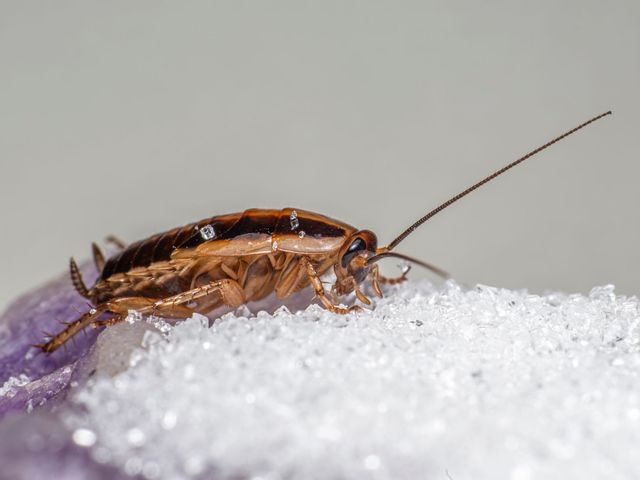 Cockroach Control in Cape Town