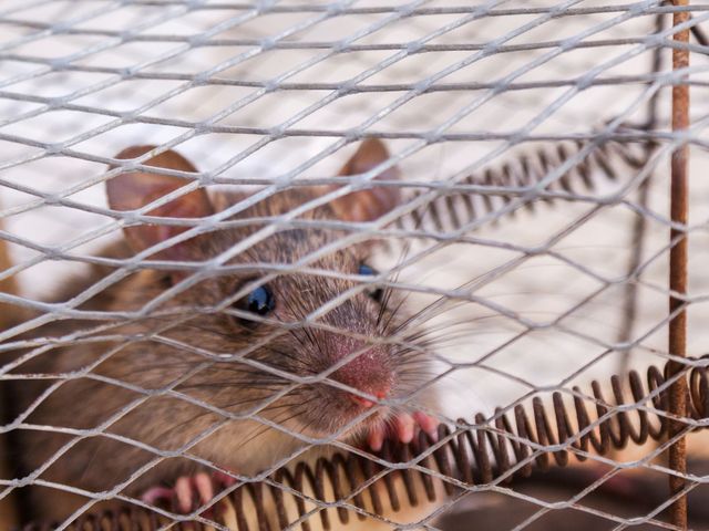 Rat Control in Cape Town