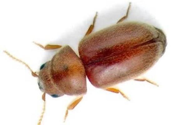 Stored Product Pest Control in Cape Town