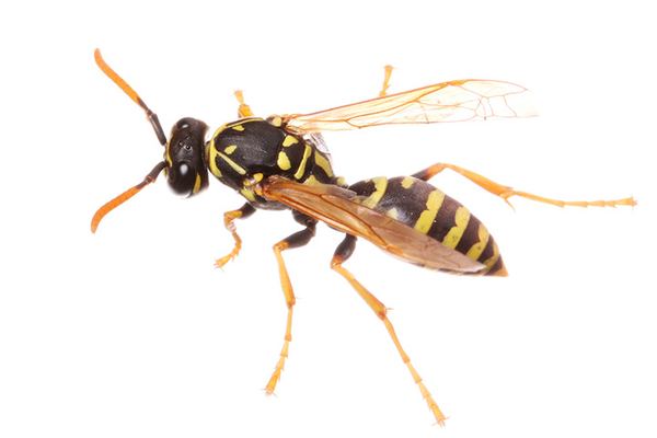 Wasp Control in Cape Town