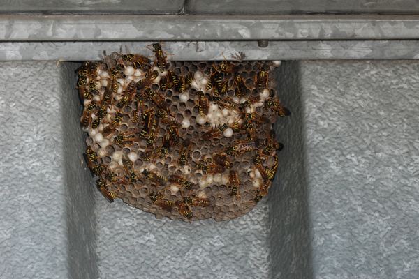 Wasp Nest Removal in Cape Town