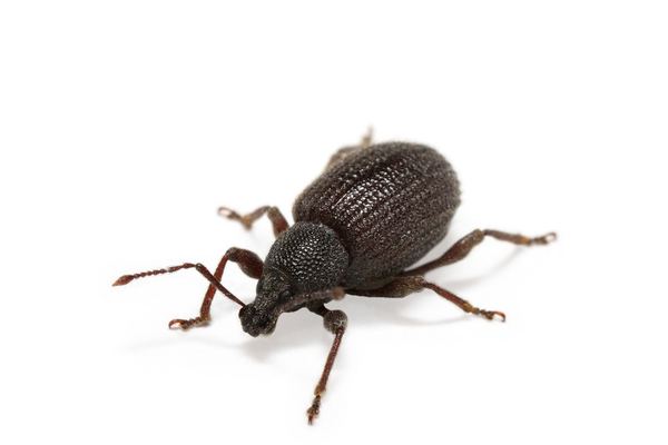 Weevil Control in Cape Town