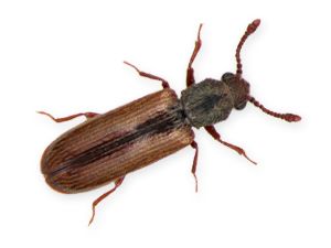 Powder post beetle