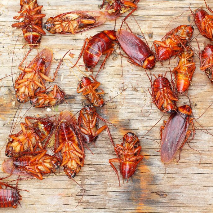 Cockroach Control in Kalksteenfontein