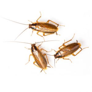 An out of control German Cockroach Infestation is a breeze for Cockroach Control Cape Town, a devision of Cape Town Pest Control