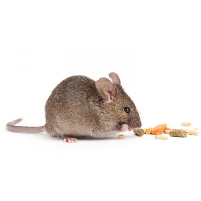 Mouse Control in Epping