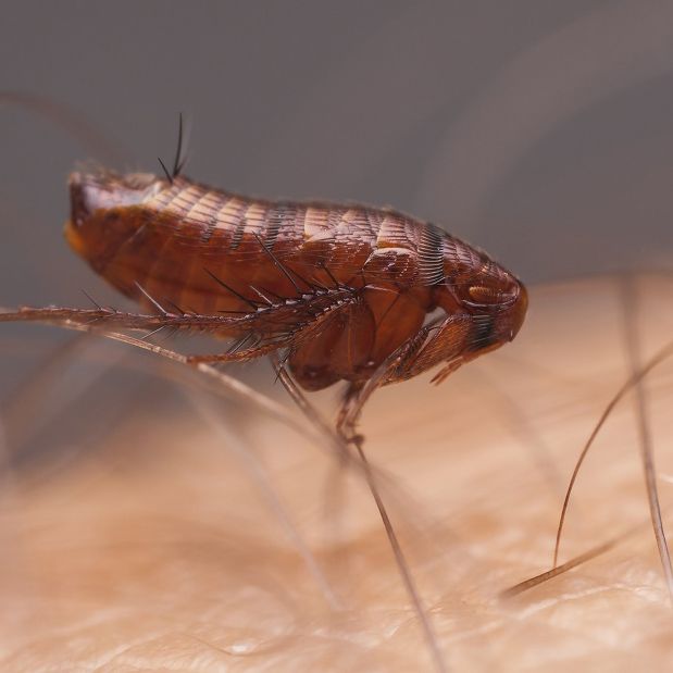 Flea Control in Epping