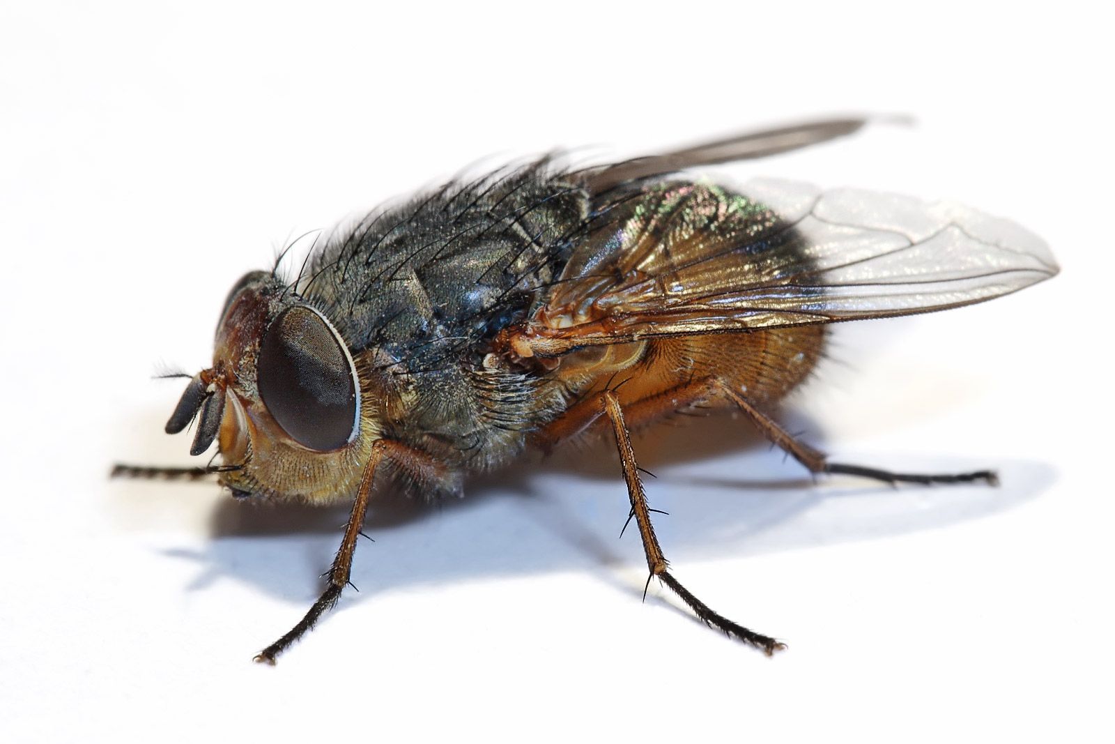 Fly Control in Steenberg